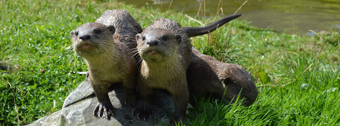 wingham-wildlife-park---banner.jpg